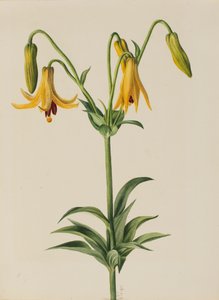 Lirio de Canadá Lilium canadense, 1878 de Mary Vaux Walcott