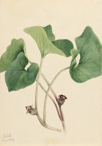 Jengibre silvestre de Canadá (Asarum canadense)