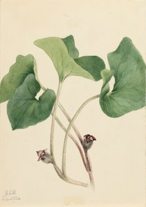 Jengibre silvestre de Canadá Asarum canadense, 1920