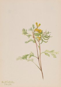 Capnoides aureum