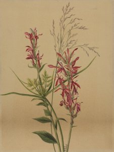 Flor cardinal Lobelia cardinalis, 1878 de Mary Vaux Walcott