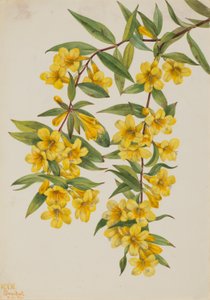 Jazmín de Carolina (Gelsemium sempervirens)