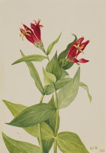 Spigelia marylandica rosa de Carolina de Mary Vaux Walcott