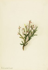 Casiope (Cassiope mertensiana) de Mary Vaux Walcott