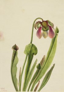Planta jarra de Catesby Sarracenia catesaei de Mary Vaux Walcott