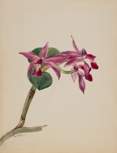Cattlaya superbus de Mary Vaux Walcott