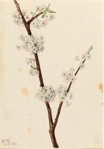 Ciruelo Chickasaw (Prunus angustifolia) de Mary Vaux Walcott