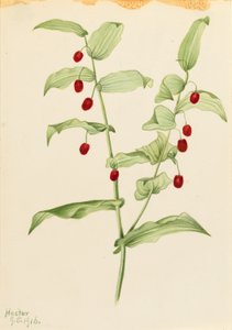 Tallo retorcido (Streptopus amplexifolius)