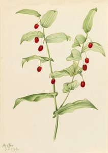 Streptopus amplexifolius, 1916
