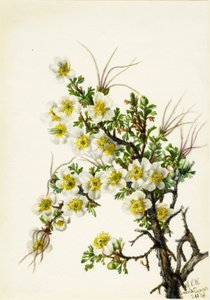 Rosa de Acantilado Cowania stanshuriana, 1934 de Mary Vaux Walcott