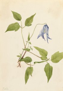 Clemátide Columbia Clematis columbiana, ca. 1900-1925 de Mary Vaux Walcott
