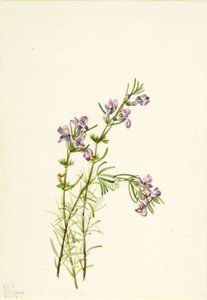 Conradina verticillata, 1934 de Mary Vaux Walcott