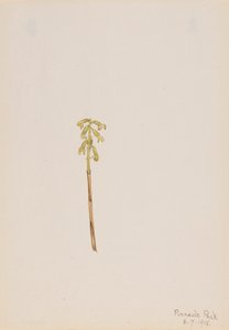 Corathorhiza corallorhiza, 1918