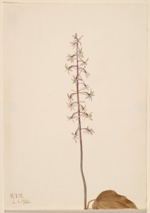 Crane-Fly Orchis (Tipularia uniflora) de Mary Vaux Walcott