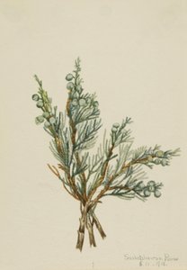 Enebro rastrero Juniperus horizontalis, 1918