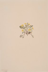 Crepis elegans de Mary Vaux Walcott