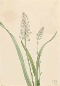 Chrosperma muscaetoxicum, 1921 de Mary Vaux Walcott