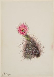 Cactus pepino, 1939 de Mary Vaux Walcott