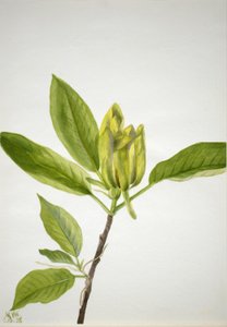 Pepino (Magnolia scuminata) de Mary Vaux Walcott