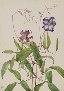 Clemátide rizada (Clematis crispa) de Mary Vaux Walcott