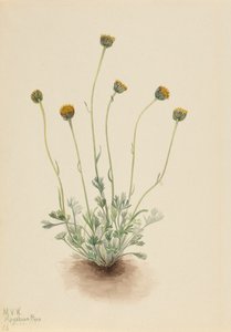 Erigeron compositus nudus de Hoja Cortada, 1921 de Mary Vaux Walcott