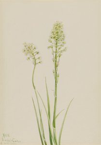 Camas de la muerte (Zygadenus venenosus) de Mary Vaux Walcott