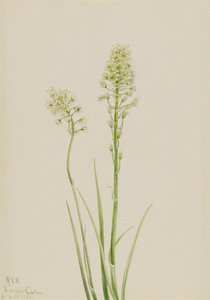 Camas de la muerte Zygadenus venenosus de Mary Vaux Walcott