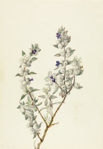 Salvia del Valle de la Muerte (Salvia funerea) de Mary Vaux Walcott