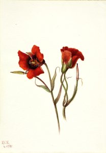 Mariposa del desierto (Calochortus kennedyi) de Mary Vaux Walcott