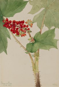 Devilsclub Echinopanax horridum, 1917 de Mary Vaux Walcott