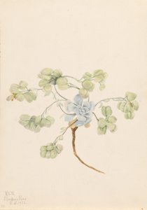 Physaria didymocarpa (Physaria didymocarpa) de Mary Vaux Walcott