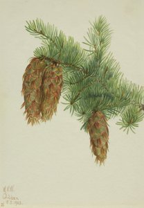 Abeto Douglas Pseudotsuga mucronata, 1923