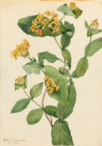 Madreselva de Douglas (Lonicera glaucescens) de Mary Vaux Walcott