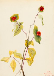 Madreselva de Douglas Lonicera glaucescens