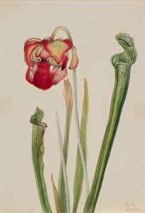 Drummond Pitcherplant Sarracenia drummondii, 1921 de Mary Vaux Walcott