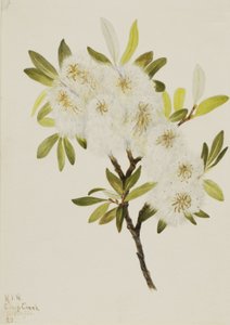 Sauce Drummond Salix drummondiana, 1921 de Mary Vaux Walcott