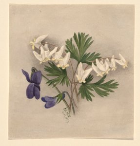 Calzones de holandés (Bikukulla cucullaria) de Mary Vaux Walcott