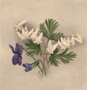 Calzones del holandés (Bikukulla cucullaria) de Mary Vaux Walcott