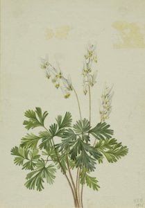 Bikukulla cucullaria (Bikukulla cucullaria)