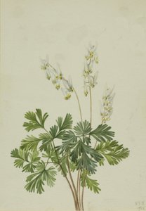 Calzones de holandés Bikukulla cucullaria, 1925