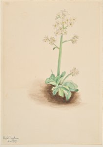 Saxifraga temprana (Saxifraga virginiensis) de Mary Vaux Walcott