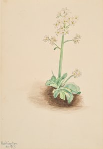 Saxifraga temprana Saxifraga virginiensis, 1917 de Mary Vaux Walcott