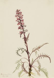 Cabeza de elefante (Pedicularis groenlandica) de Mary Vaux Walcott