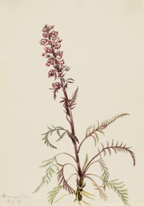 Pedicularis groenlandica, 1916 de Mary Vaux Walcott