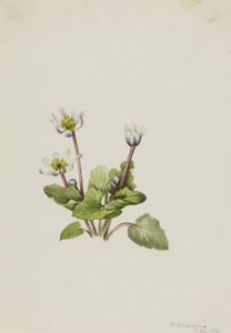 Elkslip Caltha leptosepala