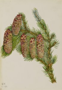 Picea de Engelmann (Picea engelmanni) de Mary Vaux Walcott