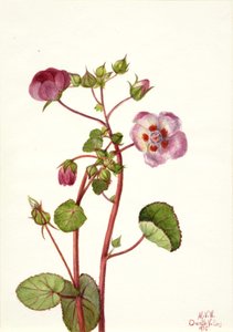 Eremalche rotundifolia, 1935 de Mary Vaux Walcott