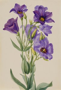Eustoma russelianum, ca. principios de 1930