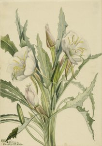 Onagra (Pachyoplus hirsutus) de Mary Vaux Walcott