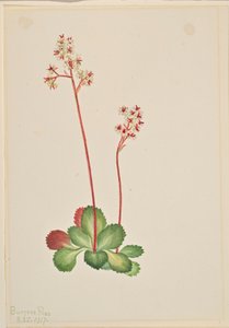 Saxifrage perenne (Leptarrhena pyrolifolia) de Mary Vaux Walcott